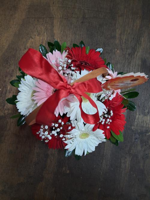 Sepette Gerbera