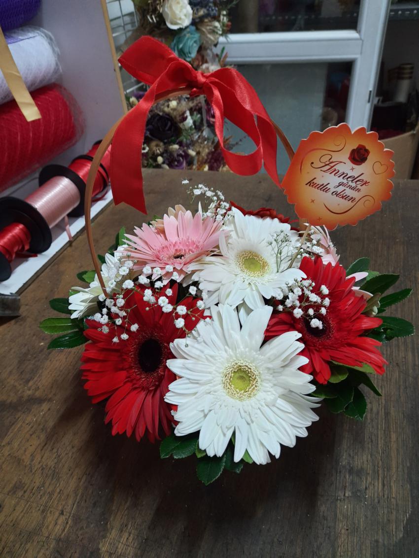 Sepette Gerbera